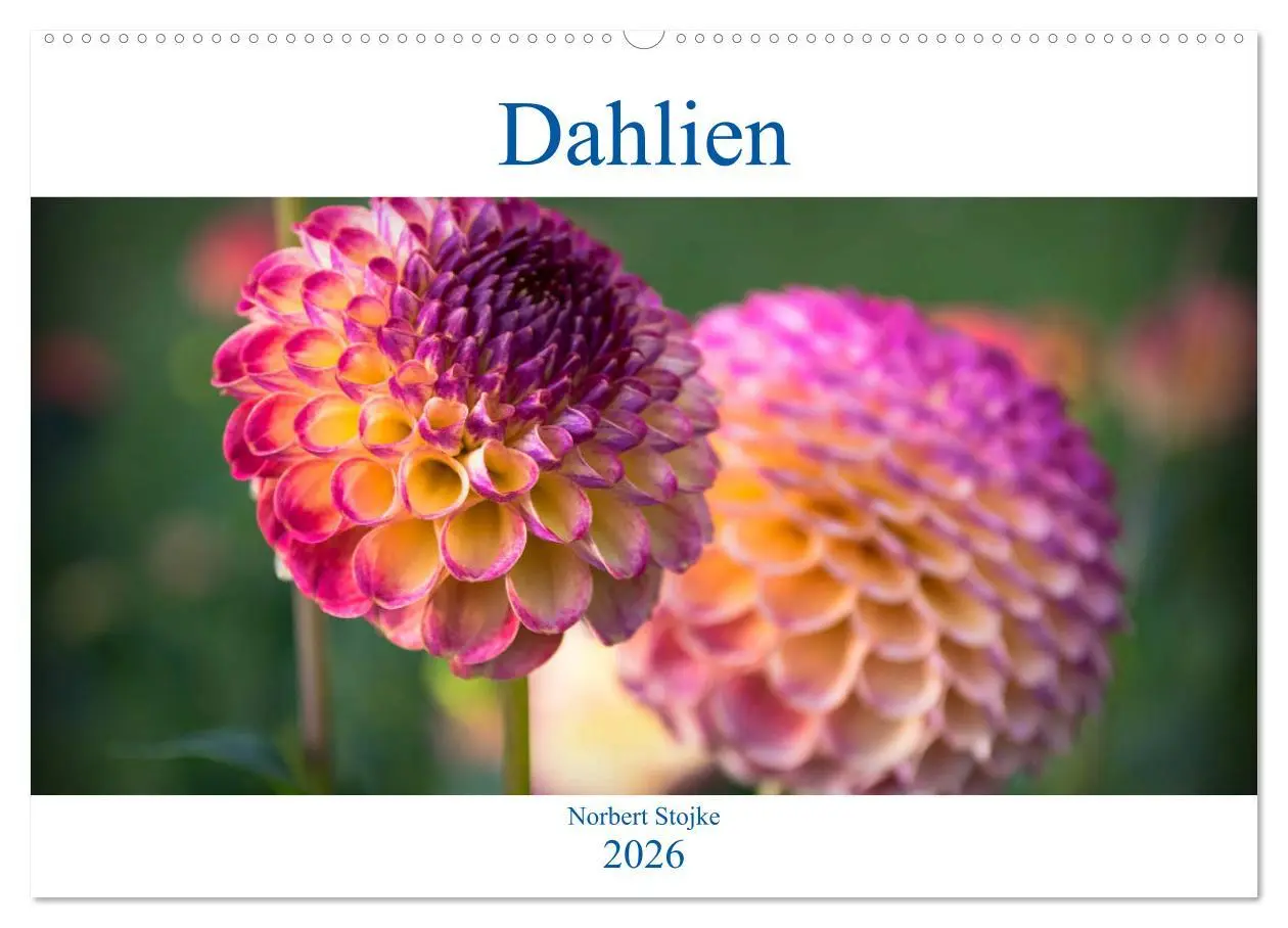 Cover: 9783457930083 | Dahlien - Blumenwunder der Natur (Wandkalender 2026 DIN A2 quer),...